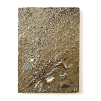 cascading-tides-quadrat