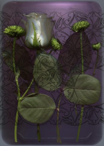 fit-me-flowers-hochkant