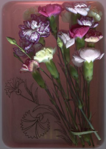 fit-me-flowers-hochkant