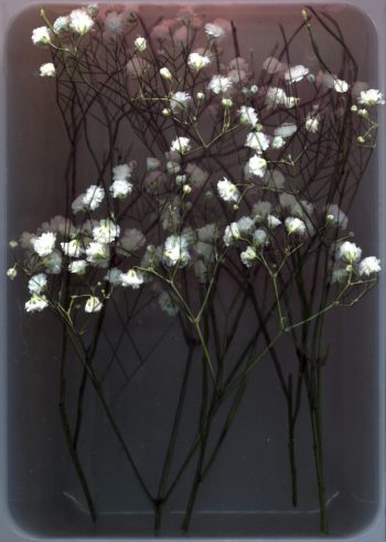 fit-me-flowers-hochkant